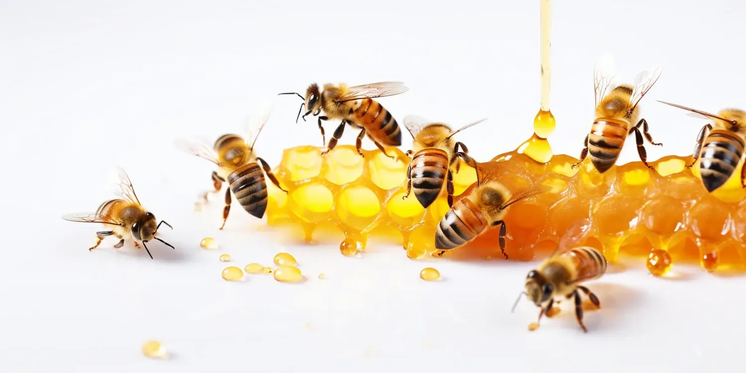 Miód akacjowy jak rozpoznać?